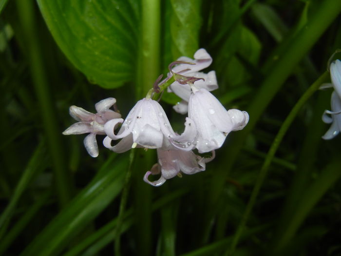 Hyacinthoides hispanica (2016, Apr.25)