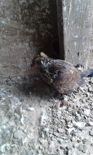 Pui scos din cap negru