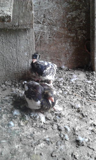 Fratii sco%u0219i din alb %u0219i rosu - Puii 2016