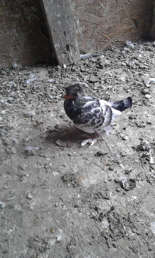 IMG_20160503_114832 - Puii 2016