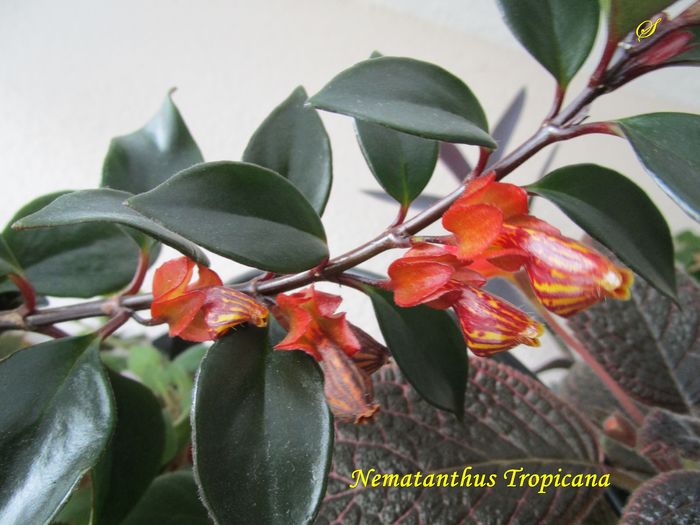 Nematanthus Tropicana (3-05-2016) - Gesneriaceae 2016