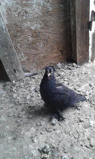 IMG_20160503_114407 - Puii 2016