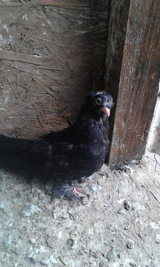 IMG_20160503_114309 - Puii 2016