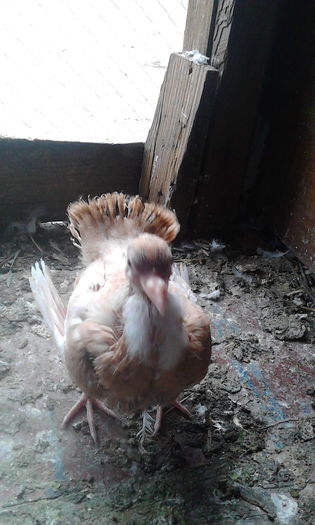 IMG_20160503_115423 - Puii 2016