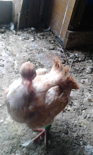 IMG_20160503_115410 - Puii 2016