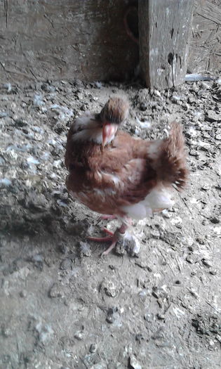 IMG_20160503_115006 - Puii 2016