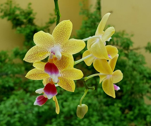 Reinflorita pe tija veche - Phalaenopsis 1