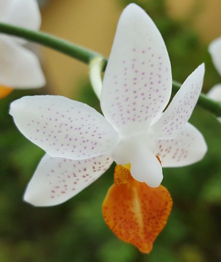  - Phalaenopsis 1