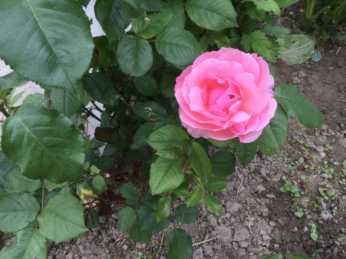 image - Flori 2016
