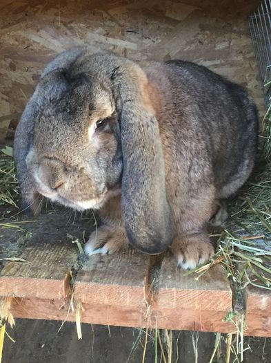 1,5 ani - Mascul agouti pt 2016