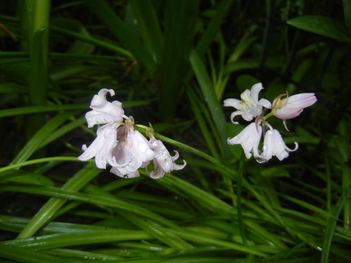 Hyacinthoides hispanica (2016, Apr.25)