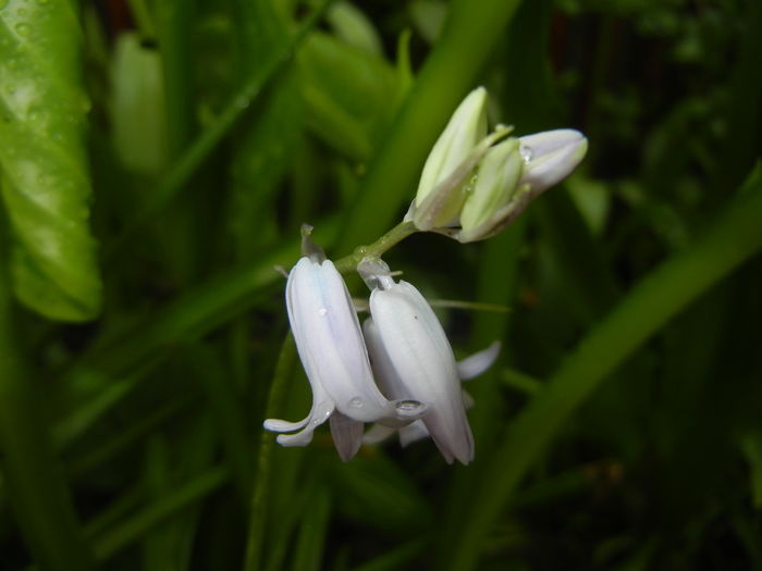 Hyacinthoides hispanica (2016, Apr.25)