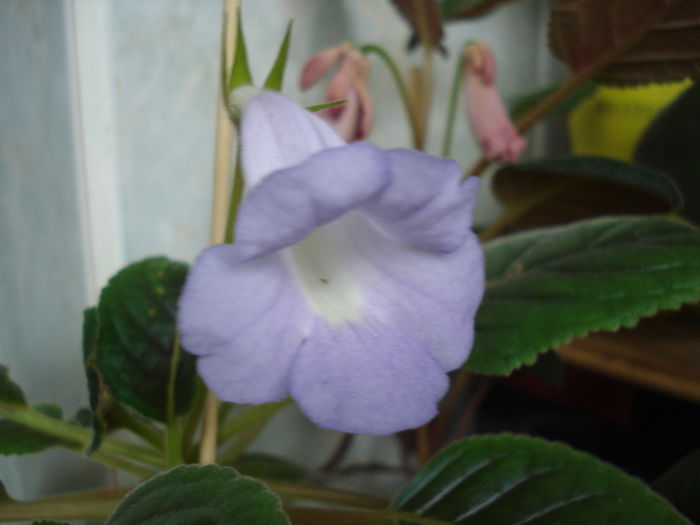 DSC05229 - FLORI 2016