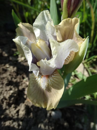 24.04 cisza prezd burza - b-primavara-2016