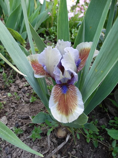 derive - b-primavara-2016