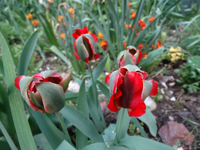 DSC03141 - b-primavara-2016