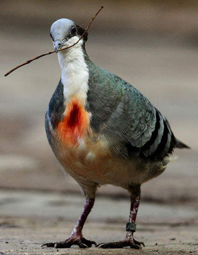 gallicolumba luzonica