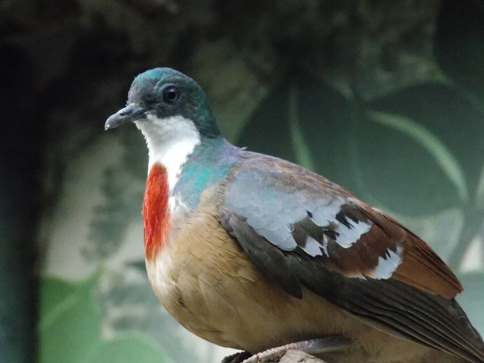 gallicolumba luzonica