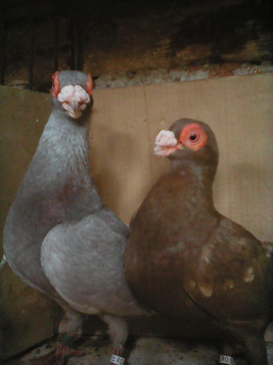 IMG_20160502_151740 - aranjare poze