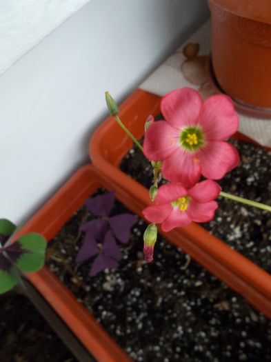 oxalis - 0 Zambetul florilor