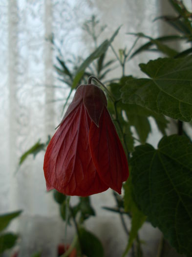 abutilon - 0 Zambetul florilor
