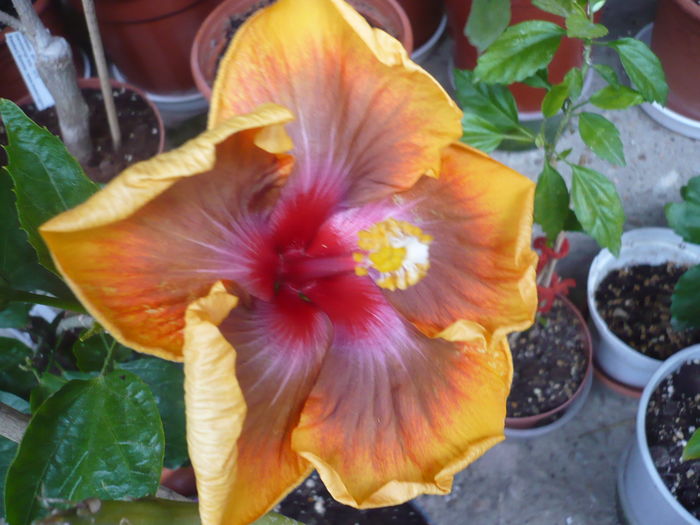 P1260250 - Tahitian Passion Flower