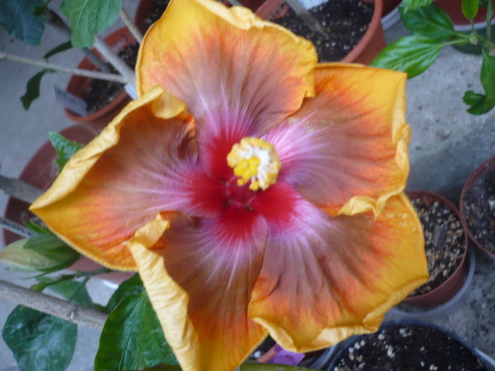P1260251 - Tahitian Passion Flower