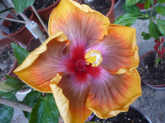 P1260252 - Tahitian Passion Flower