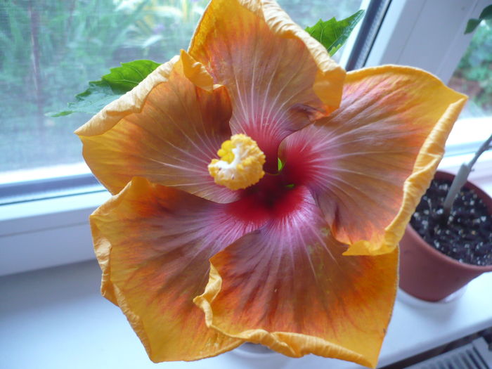 P1260253 - Tahitian Passion Flower
