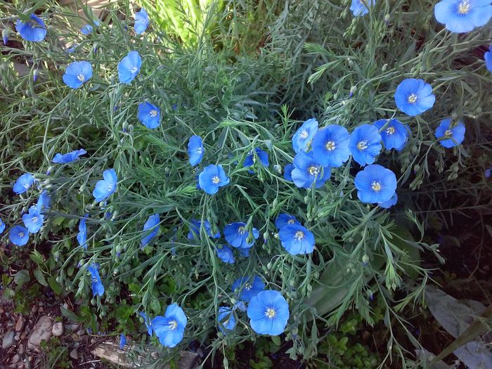 Linum perene - Gradina 2016