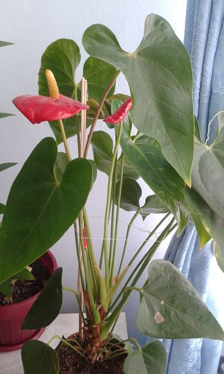 2016 05 03 - ZZ Anthurium