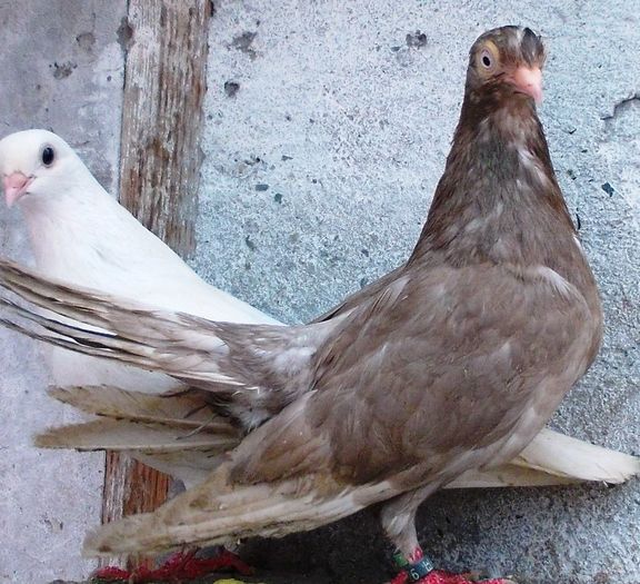 Laptia; T-Pamantiu(Uratu+F.CA);
M-Neagra batrana
