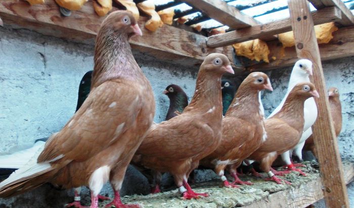 Galbenii; De la stanga la dreapta:
Galben de la zobo, Galbena 127,Galbena chinezu, Galbena Enigma
