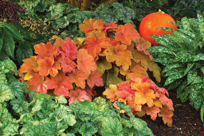 heuchera-southern-comfort - e Comanda plante noi achizitii 2016