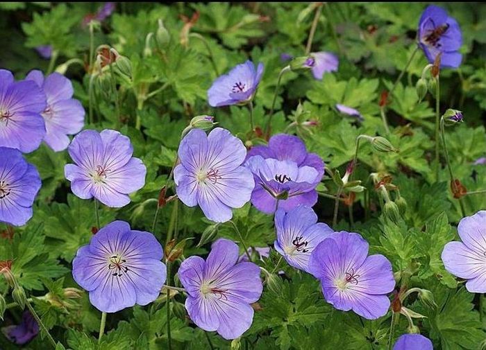 geranium-azure-rush