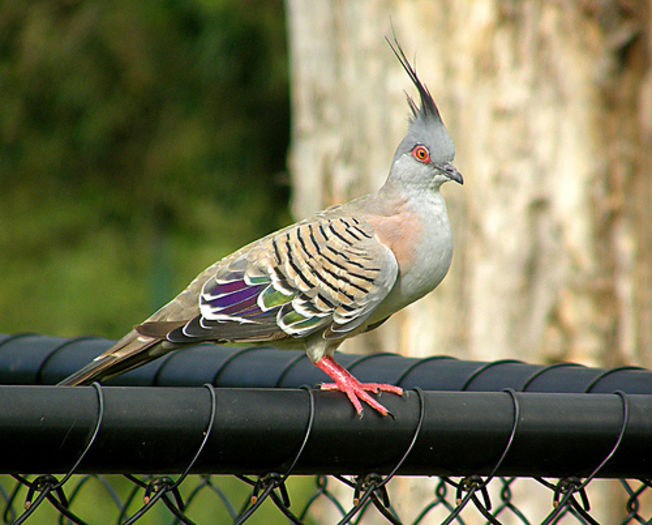 Ocyphaps lophotes