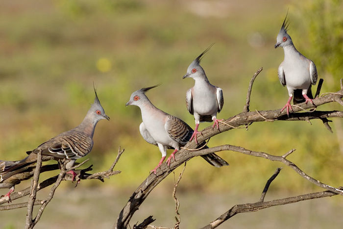 Ocyphaps lophotes