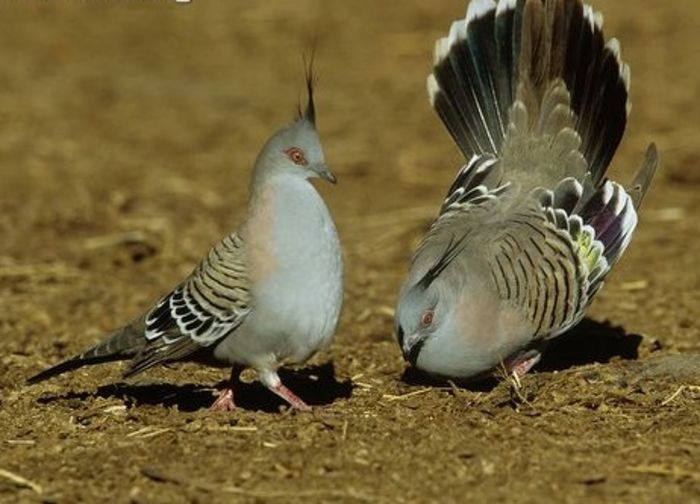 Ocyphaps lophotes - 1----Porumbei si turturici exotice----exotic doves and pigeons