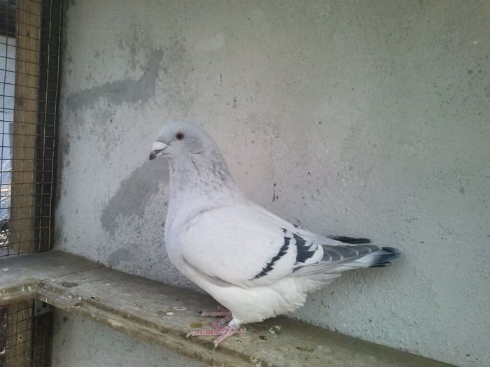 Femela -780091 - vanduta 2016; Femela 2015. Inel personal - 024. Pui din PORTOS - ARIELA

