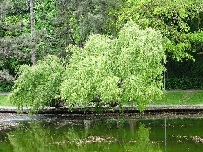 DSC05468 - 7 Parcul Crang Buzau