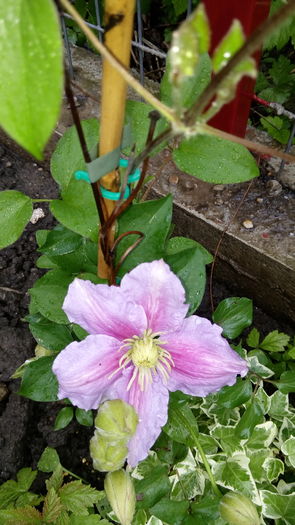 Clematis Montana - outdoor