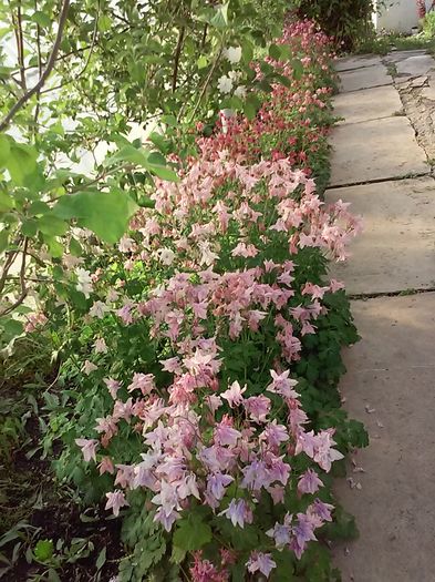 20160428_184622[1] - Primavara 2016-Vara 2016