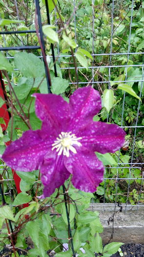 Clematis Syrena - outdoor