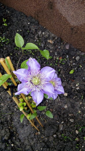 Clematis Multi blue - outdoor