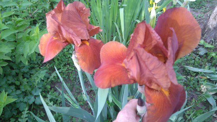 Orange - irisi 2016