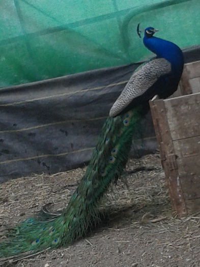 1462281847524370613370