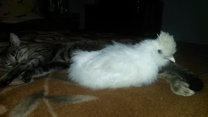 20160503; Afara ploua. Mai bine la caldura, cu pisica!
