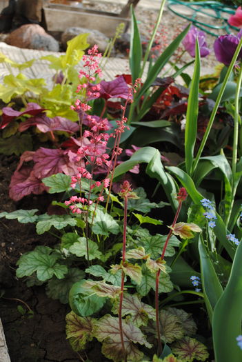 2 mai - 2016 heuchera heucherella brunnera