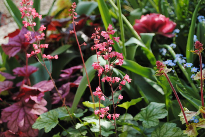 2 mai - 2016 heuchera heucherella brunnera