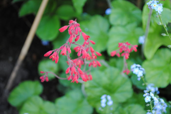 flori heuchera sanguinea Ruby Bells - 2016 heuchera heucherella brunnera